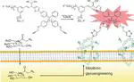 Bioorthogonal Turn-On Probe Based on Aggregation-Induced Emission Characteristics for Cancer Cell Imaging and Ablation