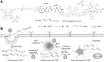 Light-Up Probe for Targeted and Activatable Photodynamic Therapy with Real-Time In Situ Reporting of Sensitizer Activation and Therapeutic Responses