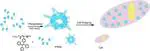 Preparation of biocompatible aggregation-induced emission homopolymeric nanoparticles for cell imaging