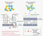 An AIEgen as an Intrinsic Antibacterial Agent for Light-Up Detection and Inactivation of Intracellular Gram-Positive Bacteria